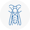 Witham Wasp Nest Removal